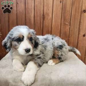 Max, Bernedoodle Puppy